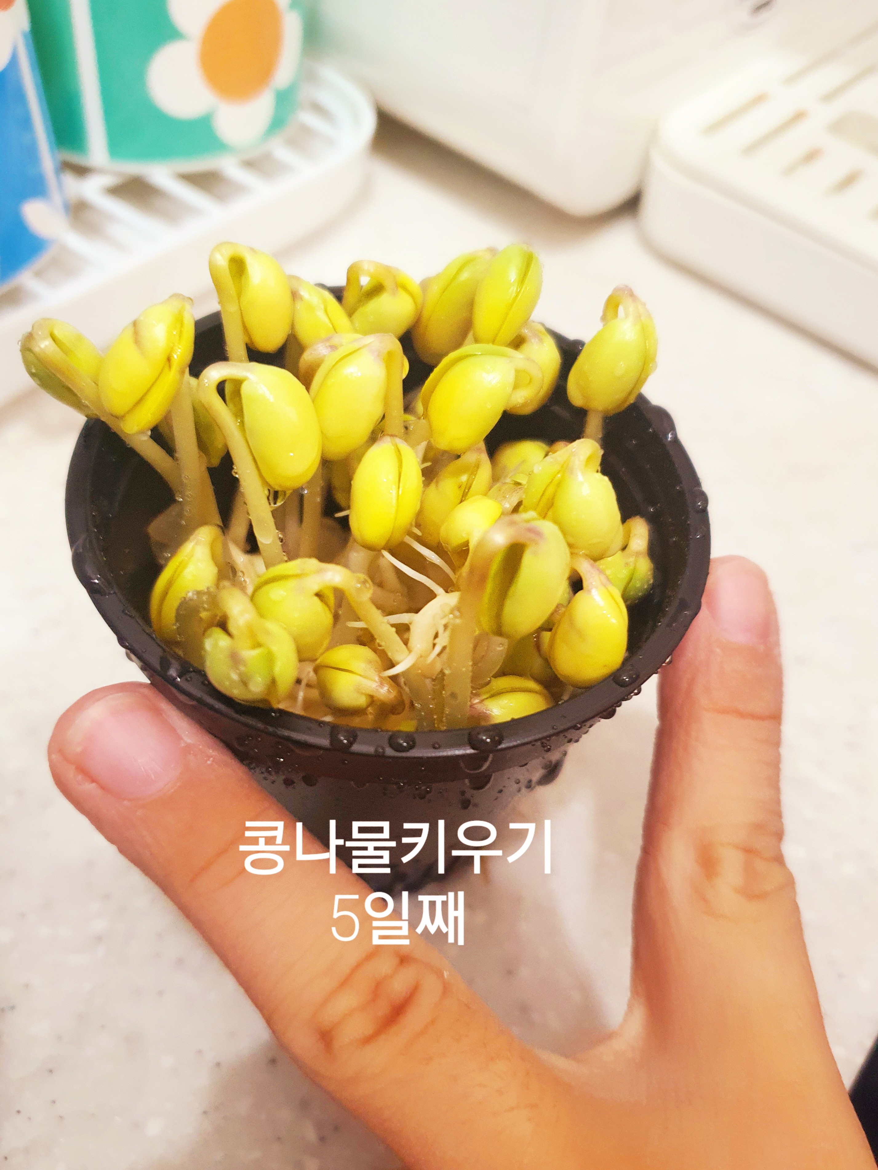 콩나물5